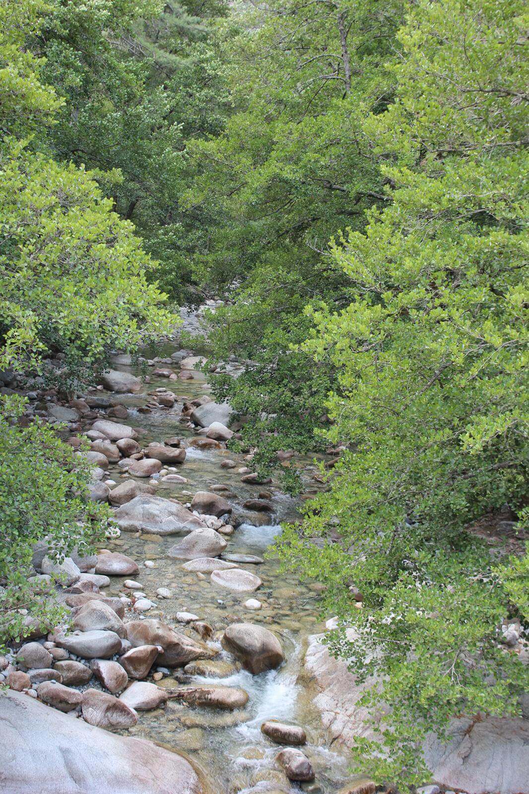 Favone - Foret Restonica 15-07-2019