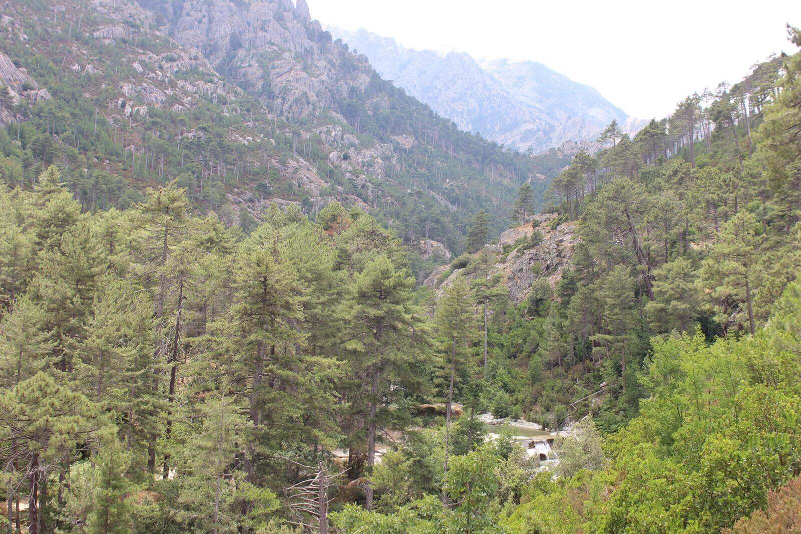 Favone - Foret Restonica 15-07-2019