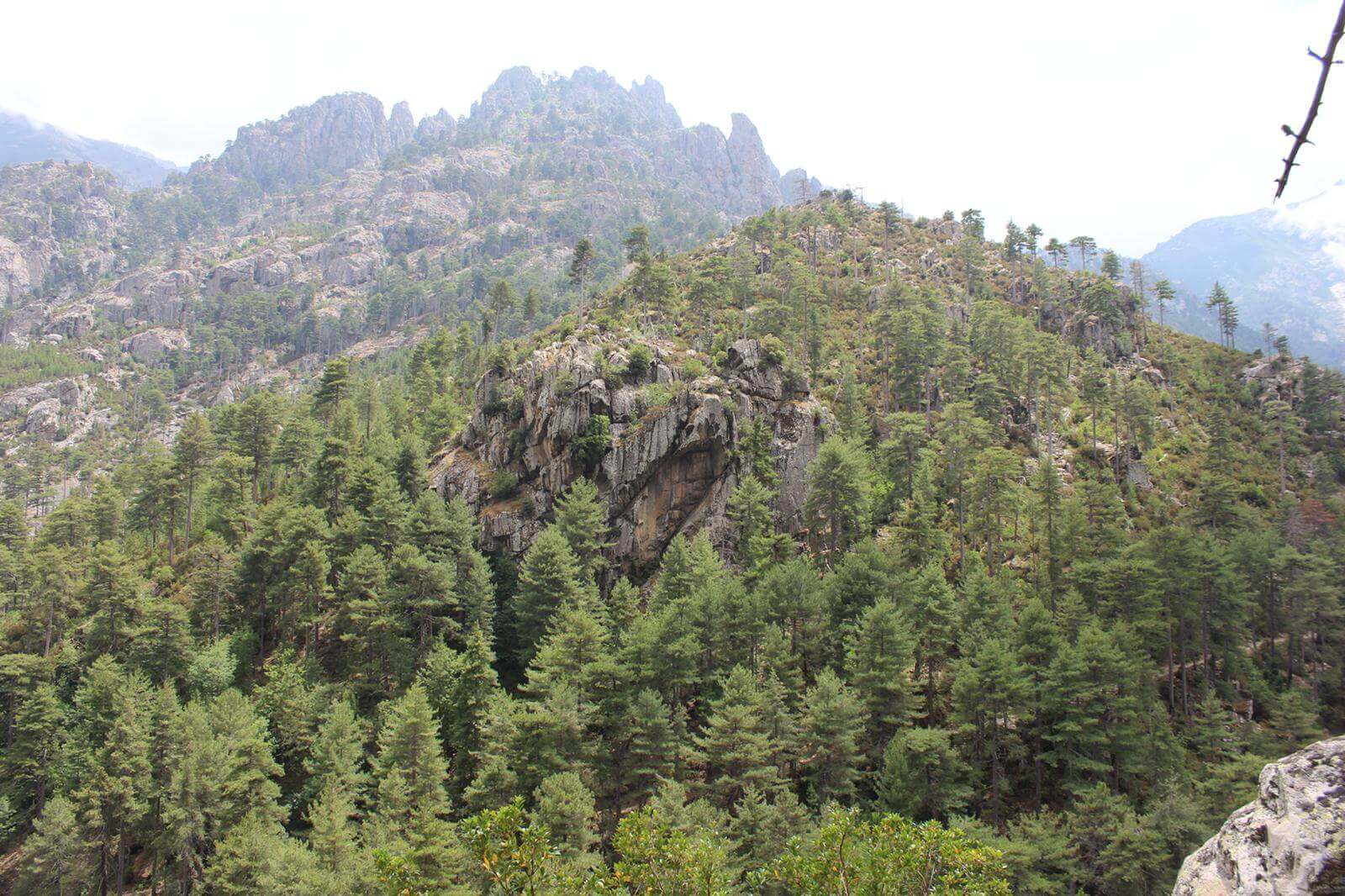 Favone - Foret Restonica 15-07-2019