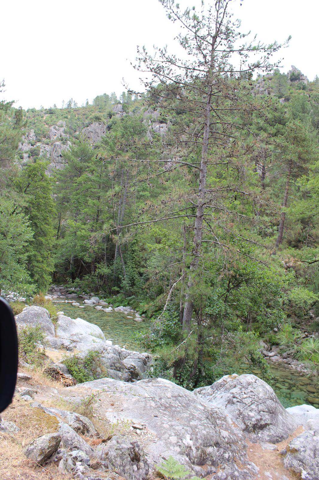 Favone - Foret Restonica 15-07-2019