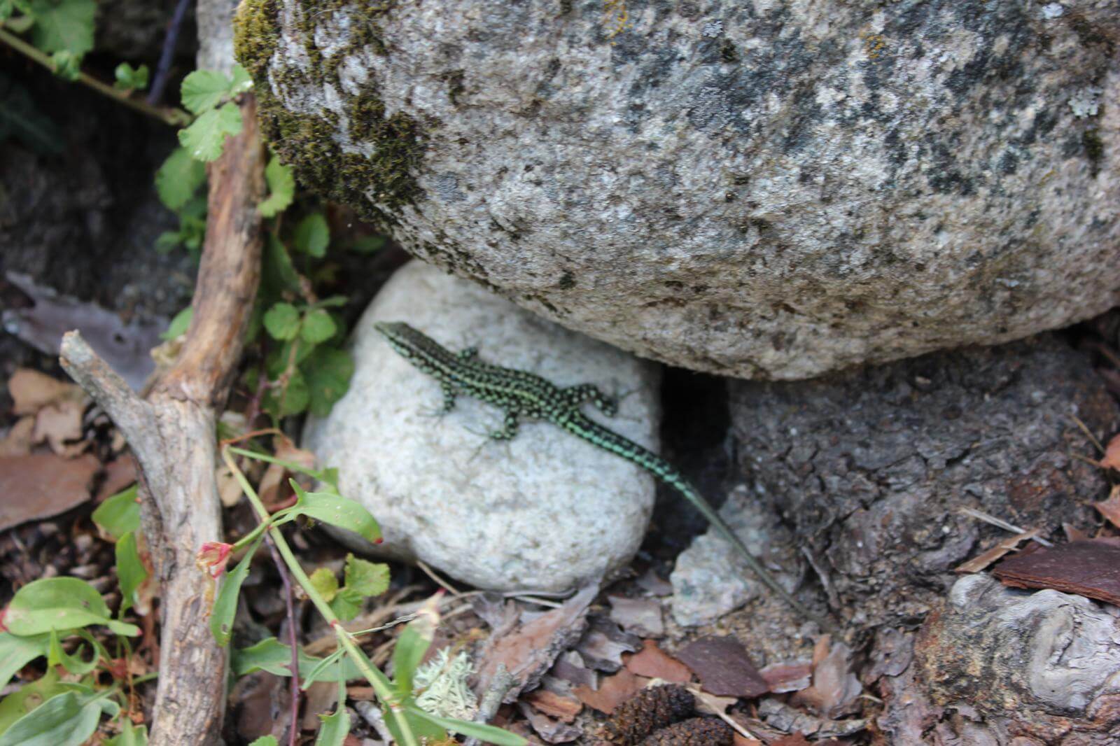 Favone - Foret Restonica 15-07-2019