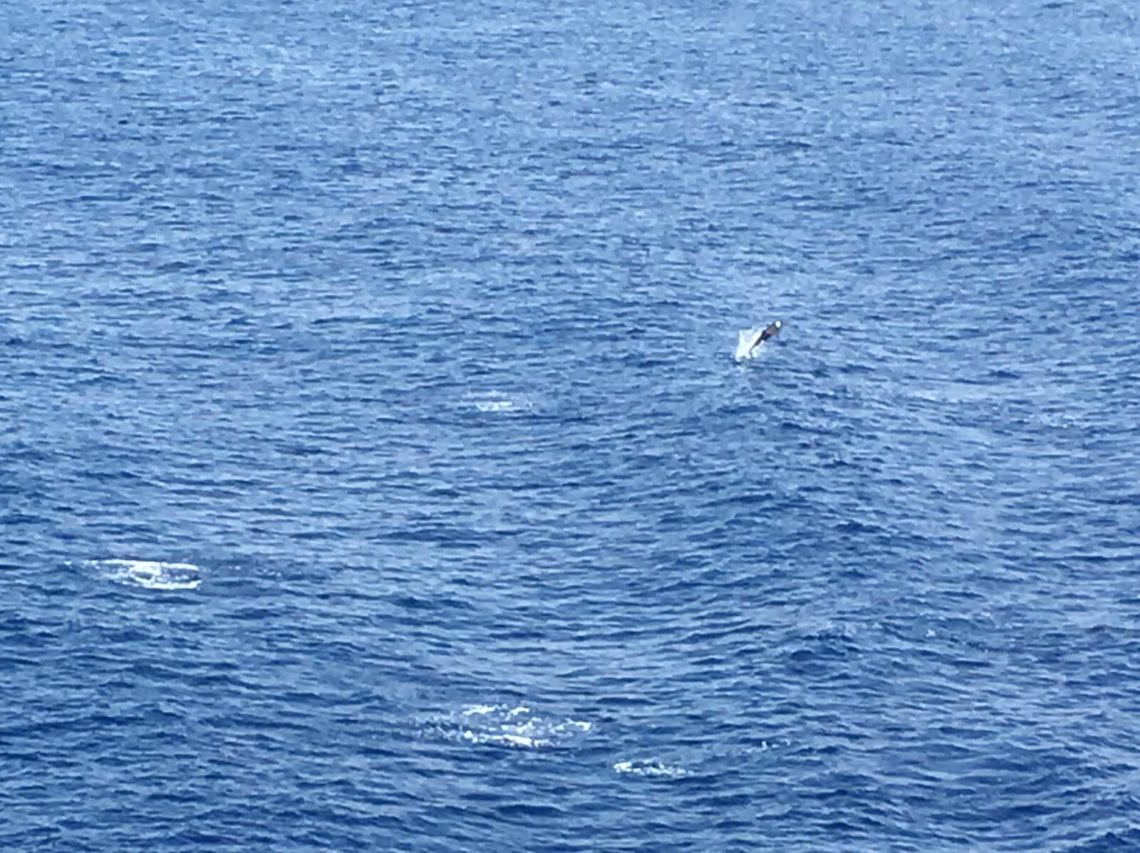 Livorno- L’Argentella (Galeria) 7-7-2019